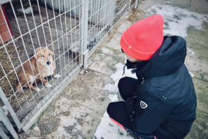 Podsumowanie zbiórki pt.” Prezent dla futrzaka” do schroniska „Psie Pole” w Racławicach